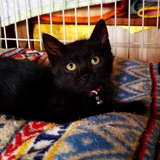 おてんば黒チビ