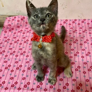 イケイケガール