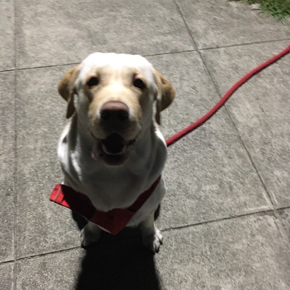 らぶのカバー写真