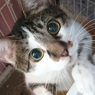 里親様決定！『ルイ』♂