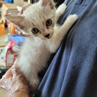 迷い猫２匹優しい家族募集