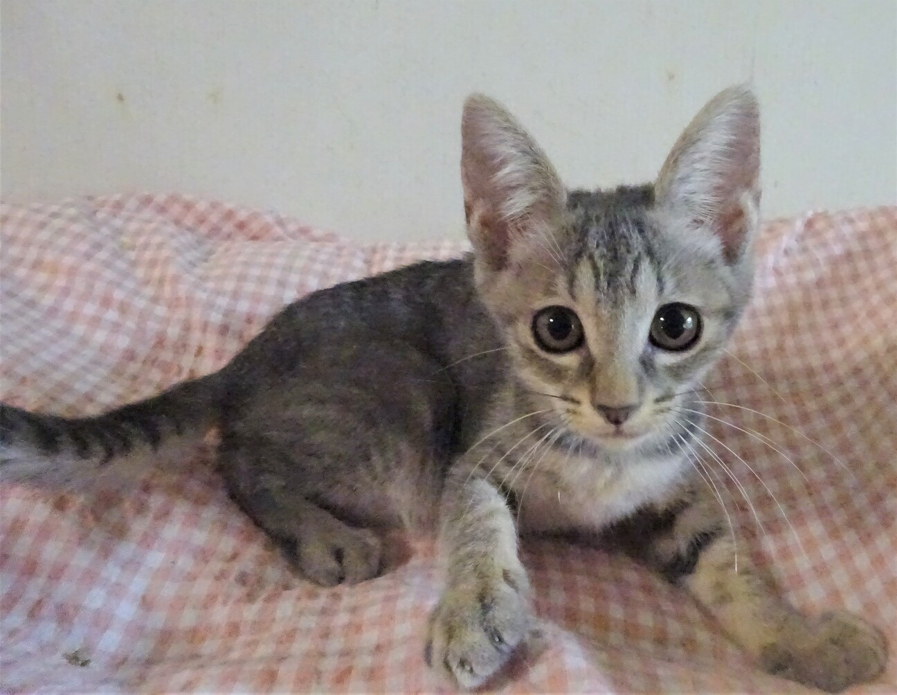 グレー縞 美形のシルビアちゃん 千葉県 猫の里親募集 ペットのおうち 月間利用者150万人