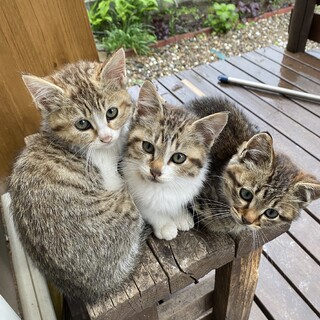 写真左側の子猫の里親さんに募集