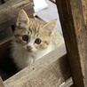 写真左側の子猫の里親さんに募集 サムネイル2