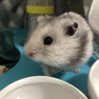 カルビ