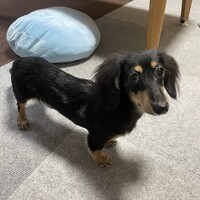 シャウエッセン