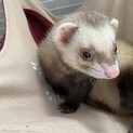 フェレットの里親を募集します