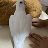 の写真