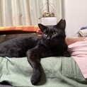 超甘えん坊の膝乗り「ネロ」♂