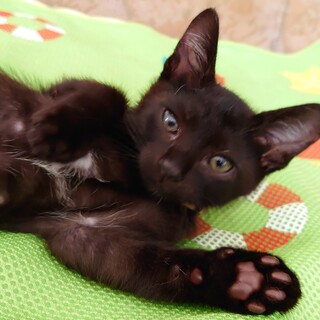 とにかくお元気なアト君