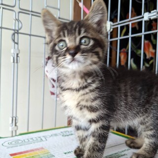 キジトラの人懐こい子猫　1か月半