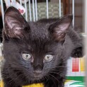 黒虎の美形子猫