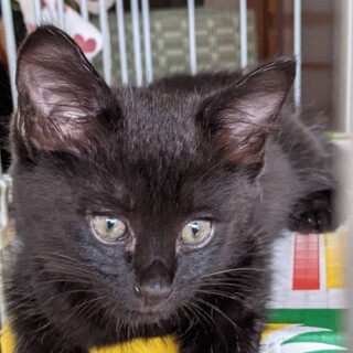 黒虎の美形子猫