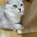 ミヌエット1歳