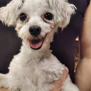 マルチーズのるい君