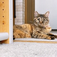 むぎ