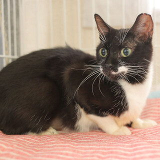 多頭飼育崩壊現場から保護された猫さんーその1