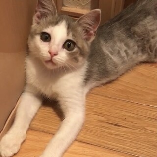 人馴れが抜群のグレーのハチワレちゃん