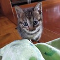キジトラ子猫オスです