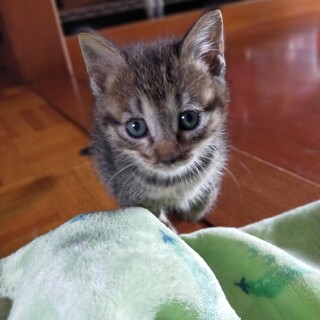 キジトラ子猫オスです