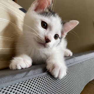 トライアル中！