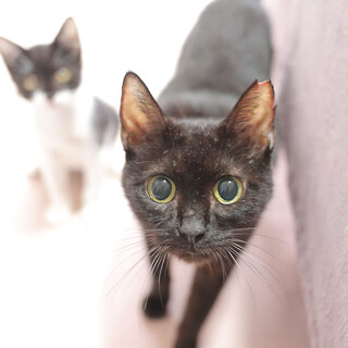 多頭飼育崩壊現場から保護された猫さんーその2