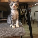 甘えん坊な男の子(^^♪里親募集しています。