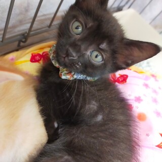 里親決定。黒猫のしずかちゃん
