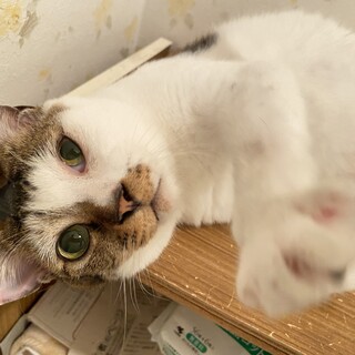 鳴き声が個性的なカルロくん