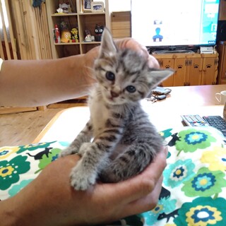 野良ちゃんです、生後多分１ヶ月半くらいだと・・・