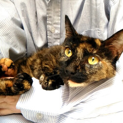 ねこにすと３７　写真パネル展　渋谷マルイ６F