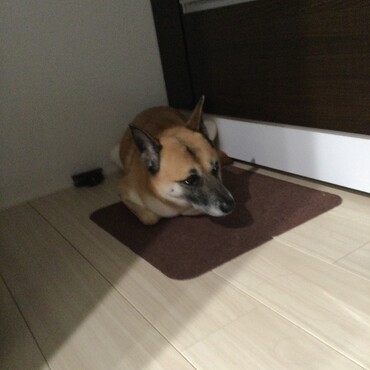 雷コワイコワイ