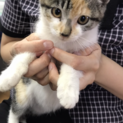 美人な三毛猫さん