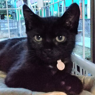 緊張気味だけど抱っこも出来る黒猫兄弟★シオンくん