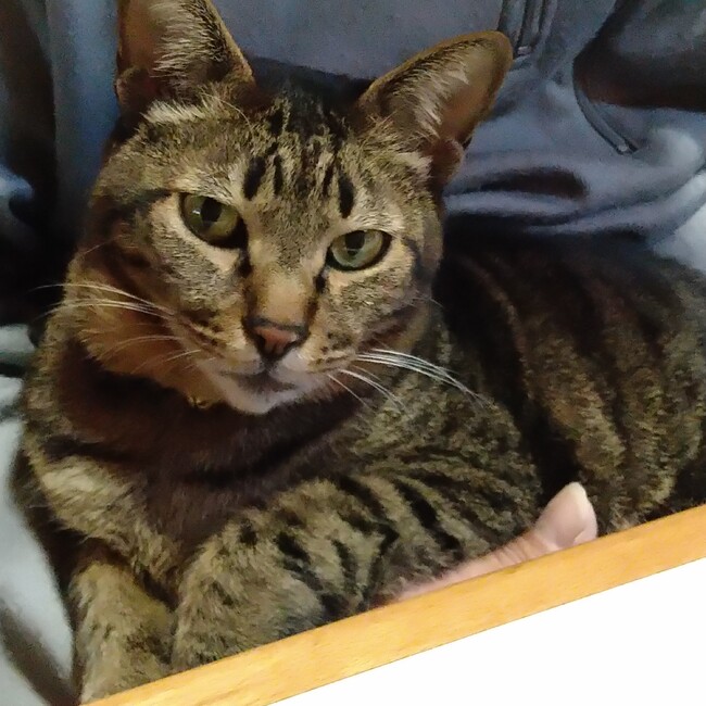 kuronekolongのカバー写真