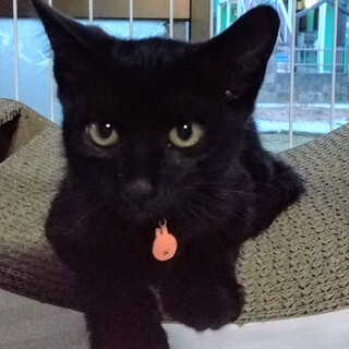 ちょっと臆病なナデナデ好き黒猫兄弟★カナタくん