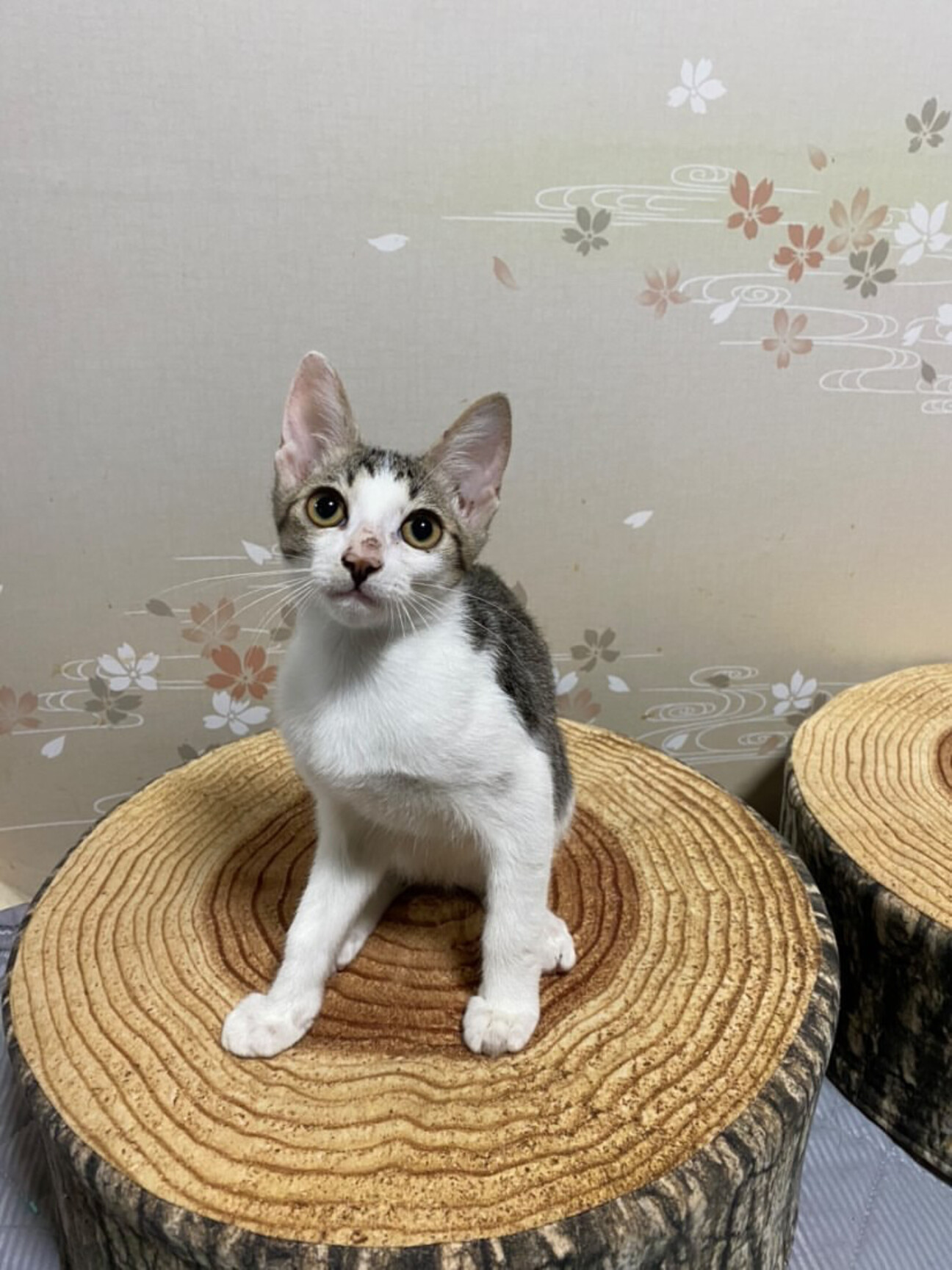 大阪ほごねこ譲渡会参加猫 大阪府 猫の里親募集 ペットのおうち 月間利用者150万人