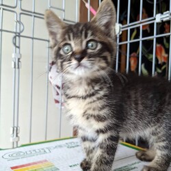 2ヶ月弱の子猫の兄弟