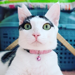 元気いっぱいハチワレミータン