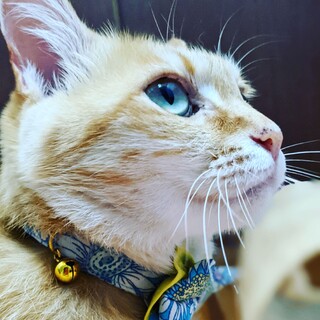 珍しい茶トラの女の子