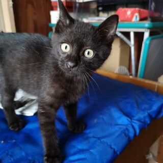 ダーク・グレーの元気印子猫