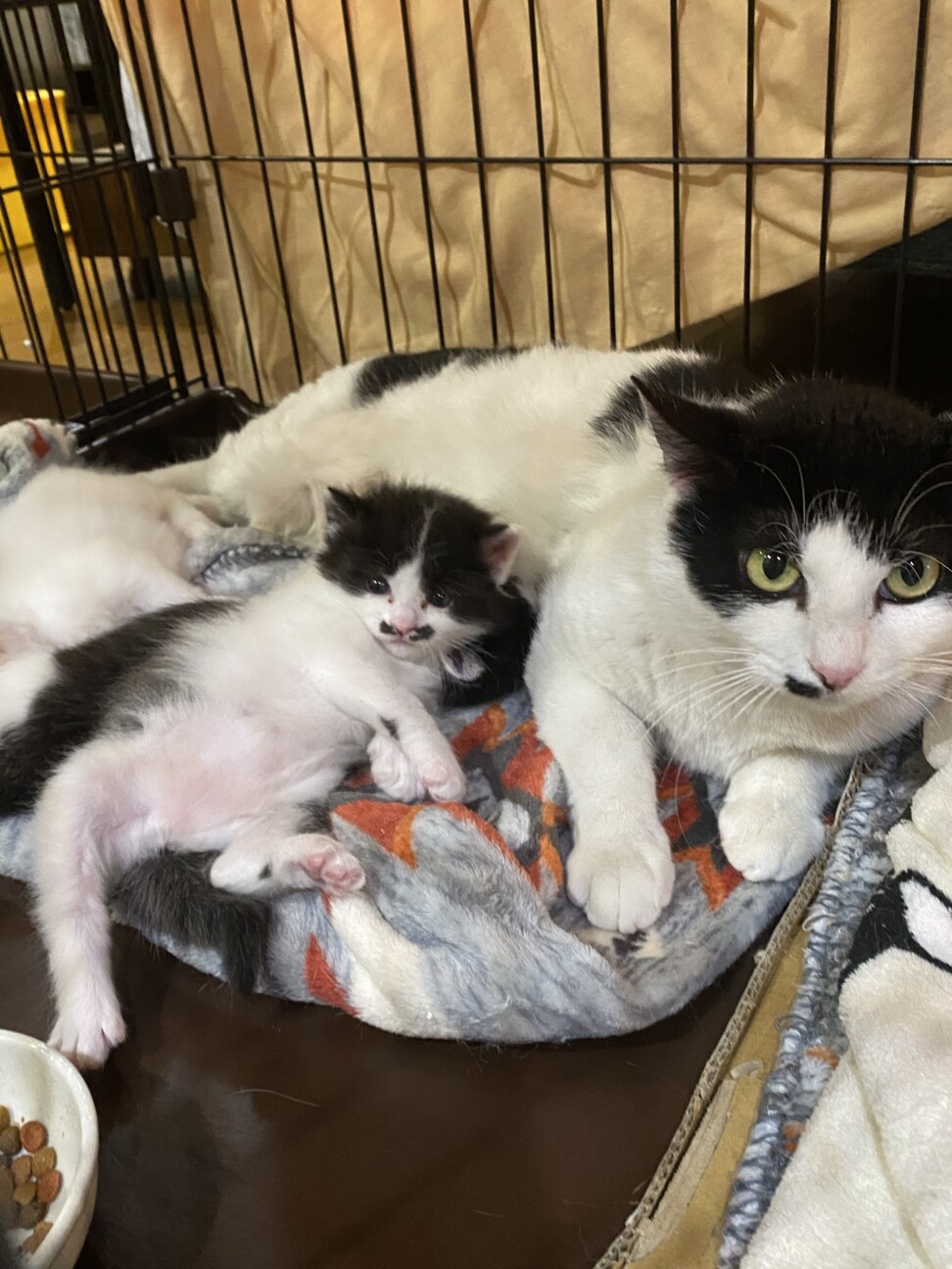 保護時に妊娠！我が家で出産したピーチママ サムネイル3