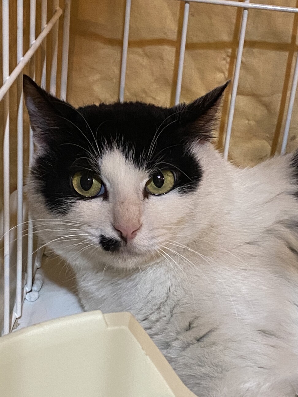 保護時に妊娠！我が家で出産したピーチママ サムネイル4