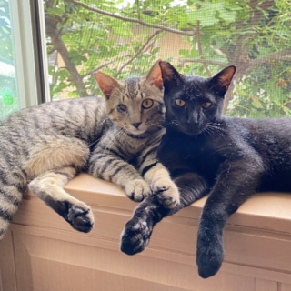 穏やかな兄弟猫