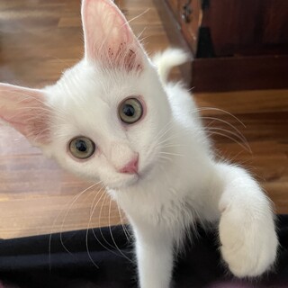 助けてください！ふわふわ白の美形仔猫