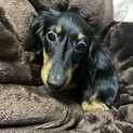 ミニチュアダックス 男の子