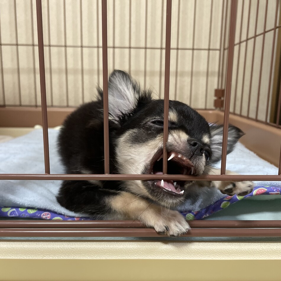 らむのカバー写真