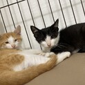 生後2ヶ月兄弟猫