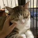 ナデナデ大好きゴロスリのモッフリでか猫「ハク」♂