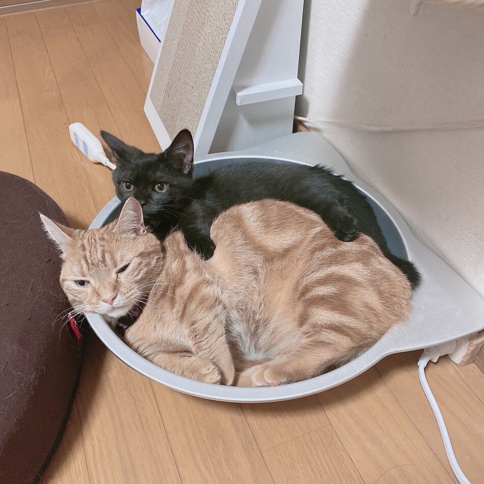 おはぎのカバー写真